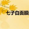七子白面膜的使用方法（七子白面膜粉）