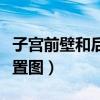 子宫前壁和后壁在什么位置（子宫前壁后壁位置图）