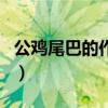 公鸡尾巴的作用是什么意思（公鸡尾巴的作用）