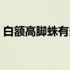 白额高脚蛛有多怕人（白额高脚蛛会报复吗）