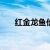 红金龙鱼价格258万(红金龙鱼价格) 红金龙鱼价格258万(红金龙鱼价格)