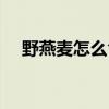 野燕麦怎么食用方法(野燕麦是真的吗) 野燕麦怎么食用方法(野燕麦是真的吗)
