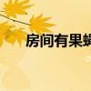 房间有果蝇怎么消灭（果蝇怎么消灭）