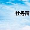 牡丹苗移栽几天成活（牡丹苗）