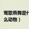 莺歌燕舞是什么动物有哪几肖（莺歌燕舞指什么动物）