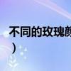 不同的玫瑰颜色代表什么（玫瑰颜色代表什么）