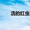 活的红虫怎么保存（红虫怎么保存）