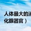 人体最大的消化腺器官是哪里（人体最大的消化腺器官）