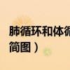肺循环和体循环的解剖图（肺循环和体循环的简图）