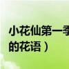 小花仙第一季四叶草是哪一集（小花仙四叶草的花语）