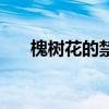 槐树花的禁忌有哪些（槐树花的禁忌）