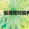 猫薄荷对猫有什么作用(猫薄荷对猫有危害么) 猫薄荷对猫有什么作用(猫薄荷对猫有危害么)