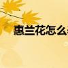 惠兰花怎么养殖方法和注意事项（惠兰）