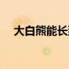 大白熊能长到多少斤（大白熊能长多大）