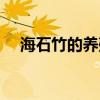 海石竹的养殖方法和注意事项（海石竹）