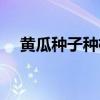 黄瓜种子种植方法（黄瓜种子怎么种植）