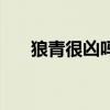 狼青很凶吗（狼青为什么不能当警犬）