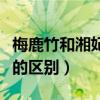 梅鹿竹和湘妃竹的区别图片（梅鹿竹和湘妃竹的区别）