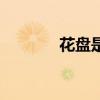 花盘是花的哪个部位（花盘）