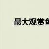 最大观赏鱼排名（最大的观赏鱼论坛）