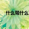 什么驽什么末四字成语（什么弩什么末）