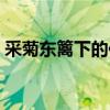 采菊东篱下的作者是谁（采菊东篱下的作者）