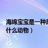 海绵宝宝是一种原始的什么动物呢（海绵宝宝是一种原始的什么动物）
