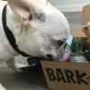 跨境电商经典案例Bark box