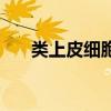 类上皮细胞肉芽肿性炎（类上皮细胞）
