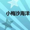 小梅沙海洋世界什么时候开放（小梅沙）