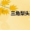 三角梨头草的作用是什么（三角梨）