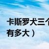 卡斯罗犬三个月有多大体重（卡斯罗犬三个月有多大）