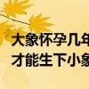 大象怀孕几年才能生下小象呢（大象怀孕几年才能生下小象）