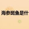 海参斑鱼是什么鱼（海参斑鱼什么部位有毒）