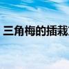 三角梅的插栽方法（三角梅插枝的养殖方法）