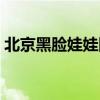北京黑脸娃娃团购地址（北京黑脸娃娃团购）