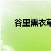 谷里熏衣草园在哪里（谷里薰衣草园）