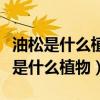 油松是什么植物裸子植物还是被子植物（油松是什么植物）