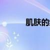 肌肤的纹理下载（肌肤的纹理）