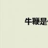 牛鞭是什么位置（牛鞭是什么）