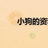 小狗的资料介绍说明（小狗的资料）
