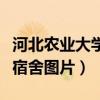 河北农业大学的宿舍是怎样的（河北农业大学宿舍图片）