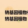 转基因植物有哪些优点?( ) A增加作物产量(转基因植物) 转基因植物有哪些优点?( ) A增加作物产量(转基因植物)