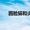 圆脸猫和尖脸猫有什么区别（圆脸猫）