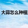 大蒜怎么种植方法如下（大蒜怎么种植方法）