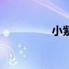 小紫本是什么（小紫本）