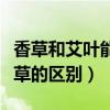 香草和艾叶能起到什么样的作用(香艾草与艾草的区别) 香草和艾叶能起到什么样的作用(香艾草与艾草的区别)