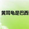 黄耳龟是巴西龟吗图片（黄耳龟是巴西龟吗）