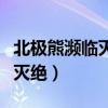 北极熊濒临灭绝的原因英语作文（北极熊濒临灭绝）