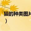 猫的种类图片及名称银（猫的种类图片及名称）